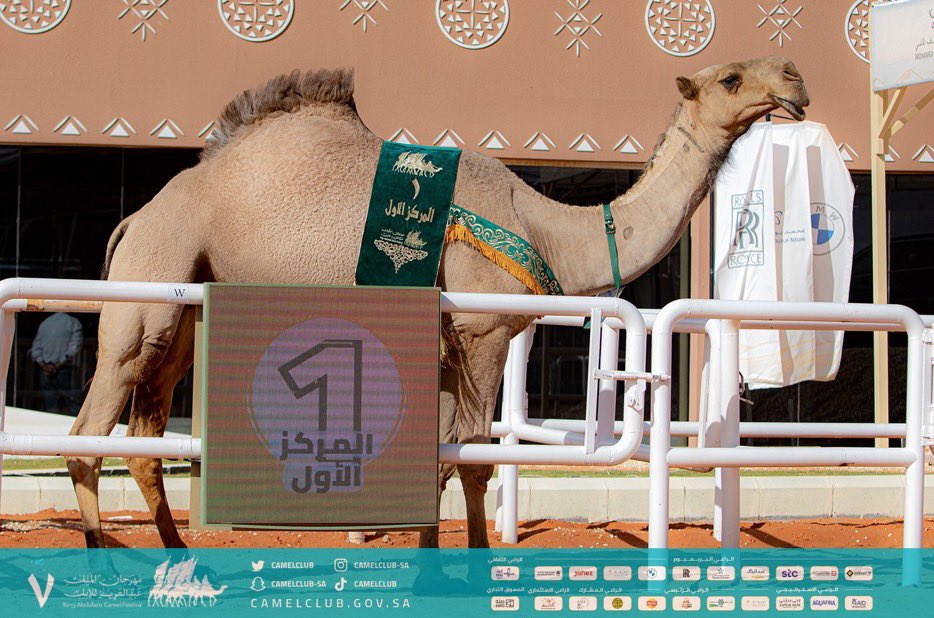 NdaMutairi's tweet photo. .

يا ولد ضيدان من كثرة شفوفه 
  علمه لا عاد يقرب معالينا

الف الف مبروك هذا التسيد يابو ضيدان 🔥👏🏻..
@3Loosh_2 والف الف مبروك للعجمان وليام كافة 🔥👏🏻👏🏻 https://t.co/3uGCmxwCvu