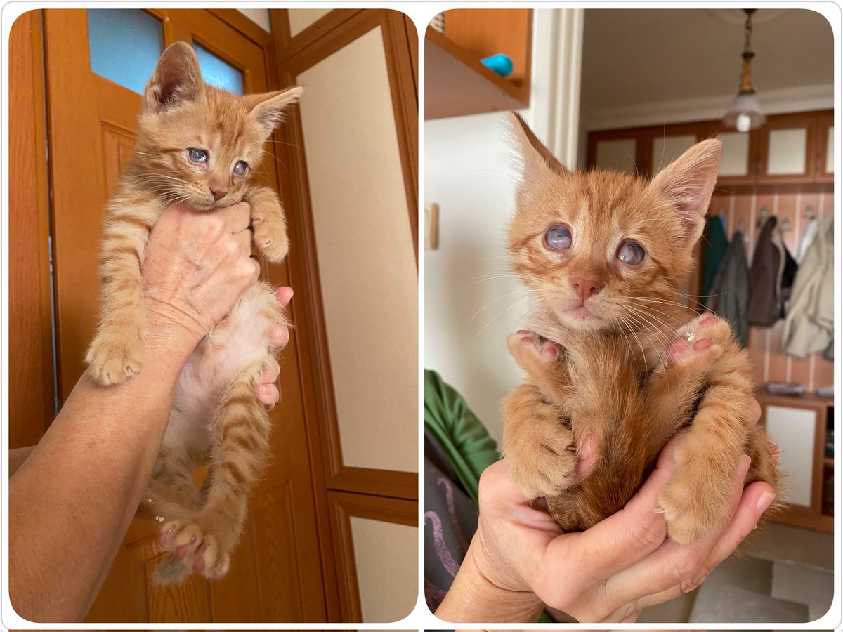 masum_gozler's tweet photo. 2,5 aylık erkek bebek. Bir gözü tamamen görmüyor, diğer gözü sadece ışığı algılayabiliyor. İç-dış parazitleri tam, tuvalet eğitimi var, çok oyuncu ve sevecen bir bebek. Ömür boyu onu sevecek ve gözleri olucak yuvasını arıyor
@glcsvrn https://t.co/eKleYkWTJI
