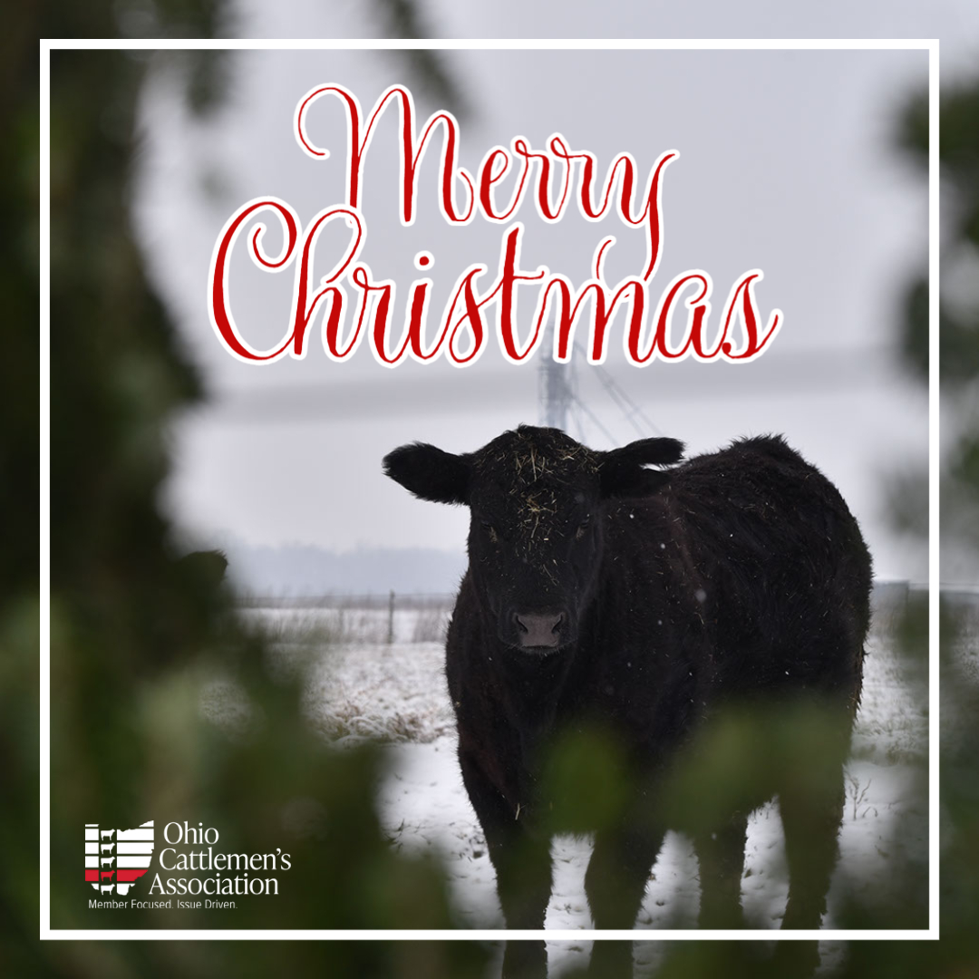 Merry Christmas to you &amp; your family (even the ones with 4 legs)!🎄