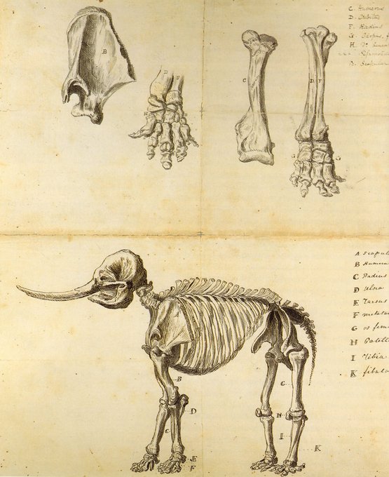 December 25, 1801, Charles Wilson Peale unveils #America's first found complete fossils skeleton  - of a Mastodon - in Philadelphia 🐘
smithsonianmag.com/smithsonian-in…