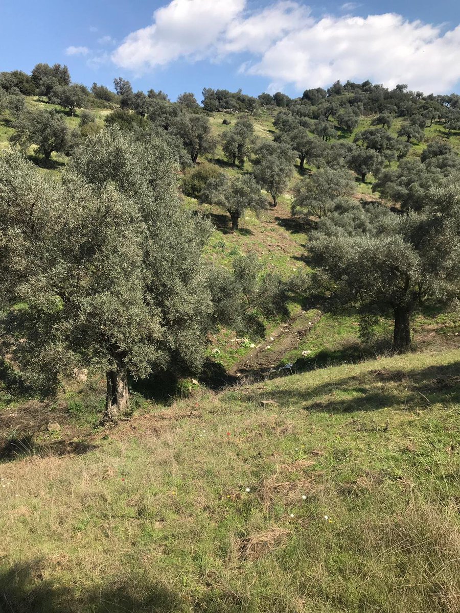 Mat_Koyu's tweet photo. Güneş, toprak ve yağmurdan zeytinyağı ürettik, ilacı bırakın, gübre bile kullanmadık.
Litre fiyatı 160 TL.
Asidite: 04-06 arası,
Ambalajlar 3-5-10-18 lt,
İletişim: Çiğdem Şahin cigdemsahin@nesinkoyleri.org https://t.co/vFlsrC4bgv