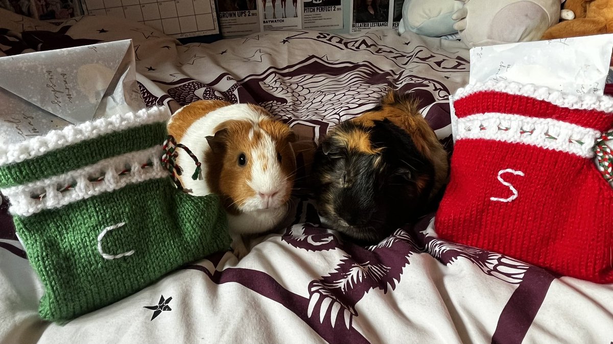 tjtracey79's tweet photo. Merry Christmas everyone from Sausage and Chips 🎅🏼@SpringvalePS https://t.co/Zu6FsXfb7H