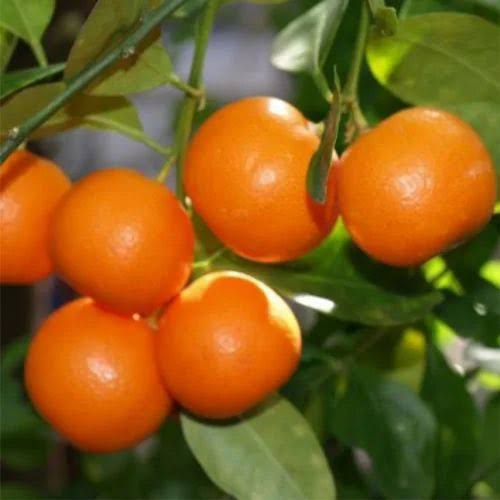 Rani_986's tweet photo. Suno andbhakto bade bechare ho tum to pahle tumhara dharm khatre mein tha ab rang bhi, chhodo mujhe kya,puchhna yeh tha ke kya orange🍊 khane mein koi apatti to nahi tumhe, https://t.co/sQQaaWv3DS