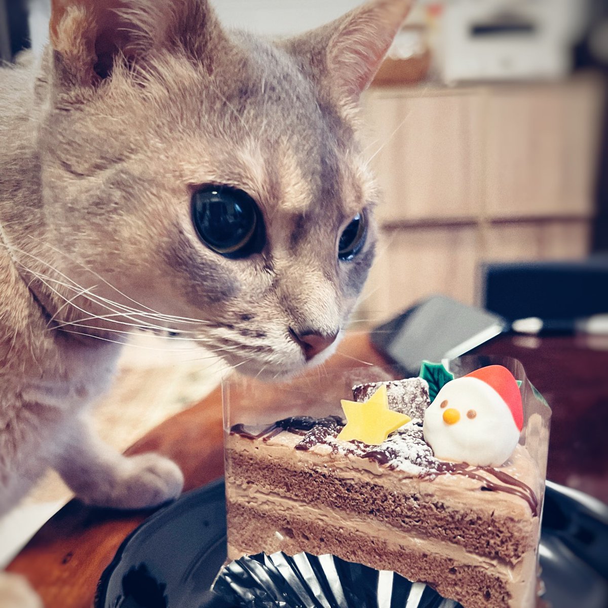 gracecat14's tweet photo. もしケーキを食べることが間違いなら、私は正しくなくても良い。If eating cake is wrong, I don’t want to be right.---Lorelei Gilmore（ローレライ・ギルモア）#今日の名言　#クリスマスケーキ　#猫の居る暮らし　#猫好きさんと繋がりたい　#quotes #aby https://t.co/nLFY4kRPDl