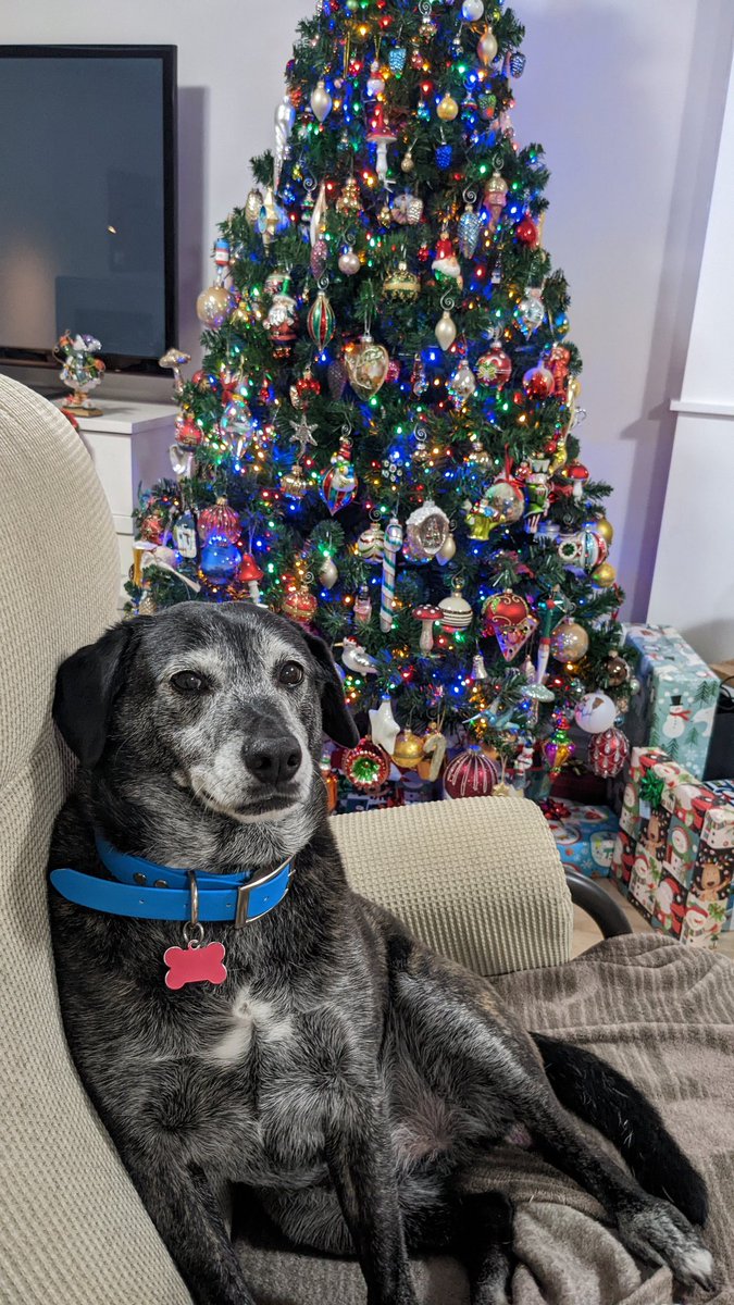 Merry Christmas to everyone who celebrates it...and a merry good day for the others! #Christmas2022 #MerryChristmas