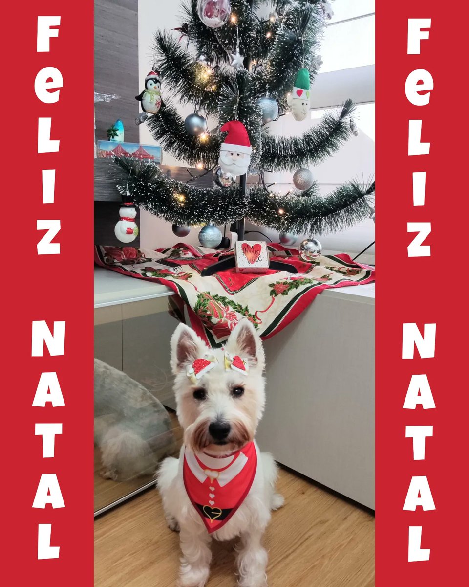fernanda_cv's tweet photo. Feliz Natal pessoal! 🎄🎅🏻🐾 https://t.co/pMbjATgHUi
