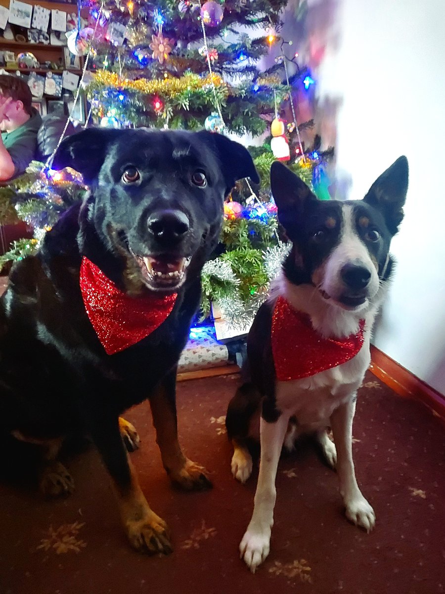 recvetphysio's tweet photo. Everyone here at REC Vet Physio HQ would like to wish all my lovely pets and parents past, future and present a very Merry Christmas! We hope you were well and truly spoilt with lots of toys and treats and Christmas cuddles 🎅🎄🎅🎄 https://t.co/1wIFDeIIkE