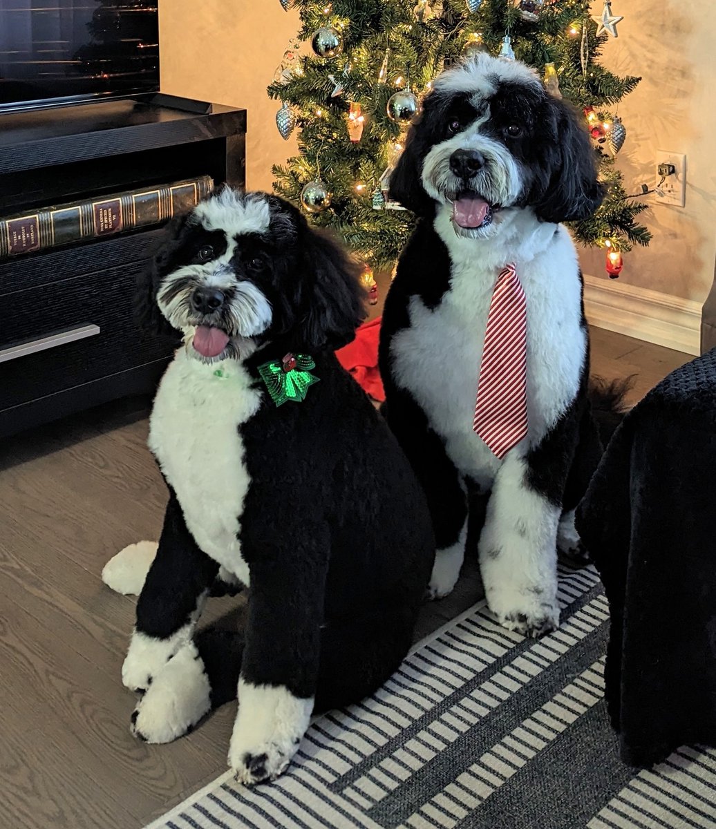 May your holidays be as happy as 2 doodles looking at a cookie!
