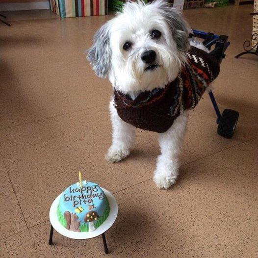 BestinDogs's tweet photo. Pita feels sad 🎂 No one told her happy birthday 😭 https://t.co/leBCq6JBRp
