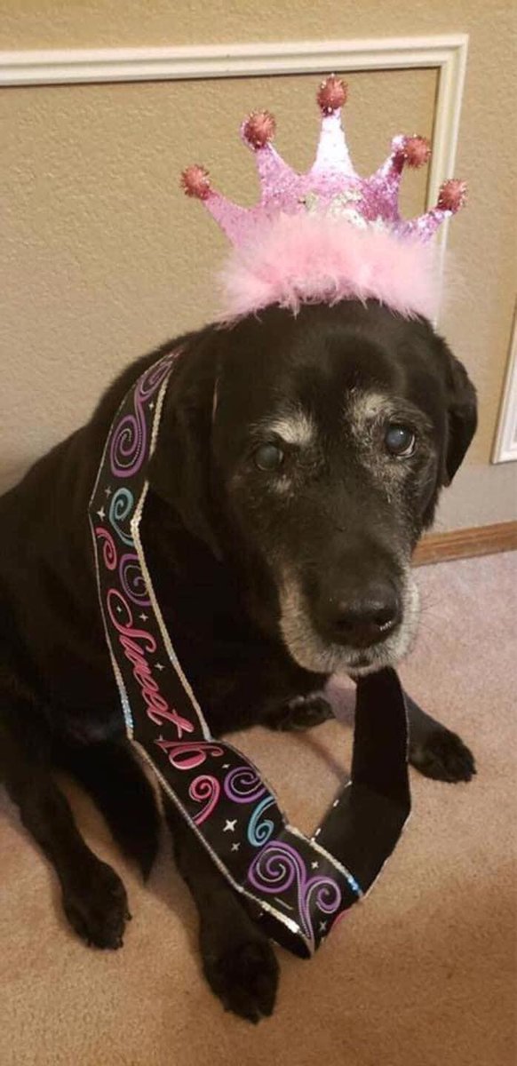 _XDogs's tweet photo. It’s my old girls sweet 16 today!
Wish her the best ❤️. https://t.co/TrclTKtqRy