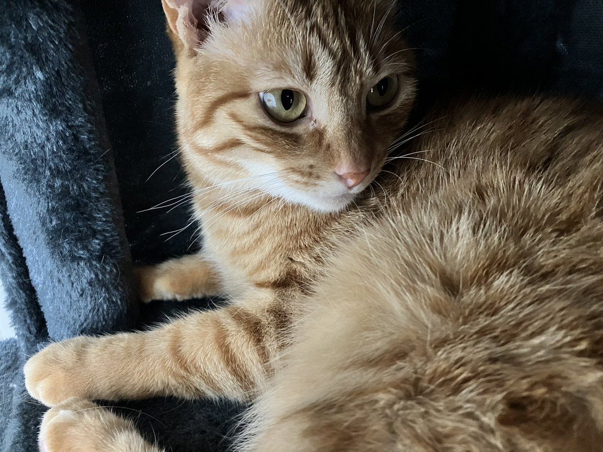 PiemonteMax's tweet photo. クリスマスプレゼントに新しいキャットタワーを買った。気に入ってくれたら本望だ。#猫の居る暮らし https://t.co/w7ott0jQ3S