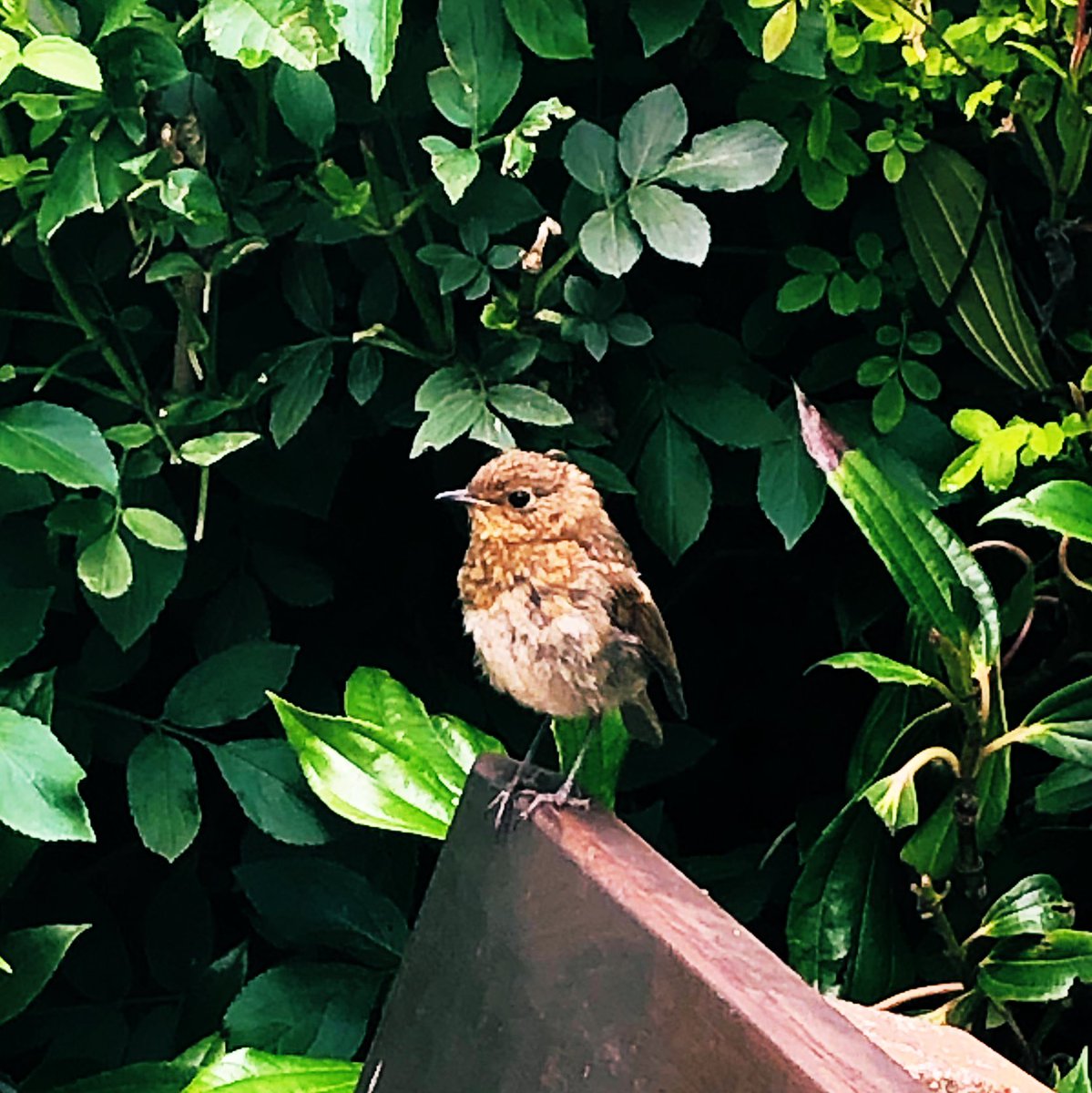 NatCap_Irl's tweet photo. Wishing a very happy festive season to our followers 🥳- we’ll take a look back over our projects and work #ForNature and the #NaturalCapital in 2022 over the next #7DaysofChristmas #7DaysofNCI @BizBioIrl @ForESproject @IncaseProject @BiodCon_ie https://t.co/6591GiEzbB