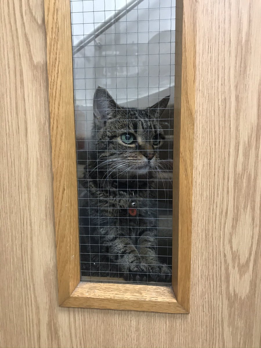 elliottofhook's tweet photo. Different start to Xmas Day this morning. For the past 10 years we have popped to the vets where my wife works to look after Flo the practice cat. Sadly after a long old life Flo passed away recently. Sad to not see her today but lovely looking back at the photos #RIPFlo 🐈‍⬛ https://t.co/wP71pvZeYJ