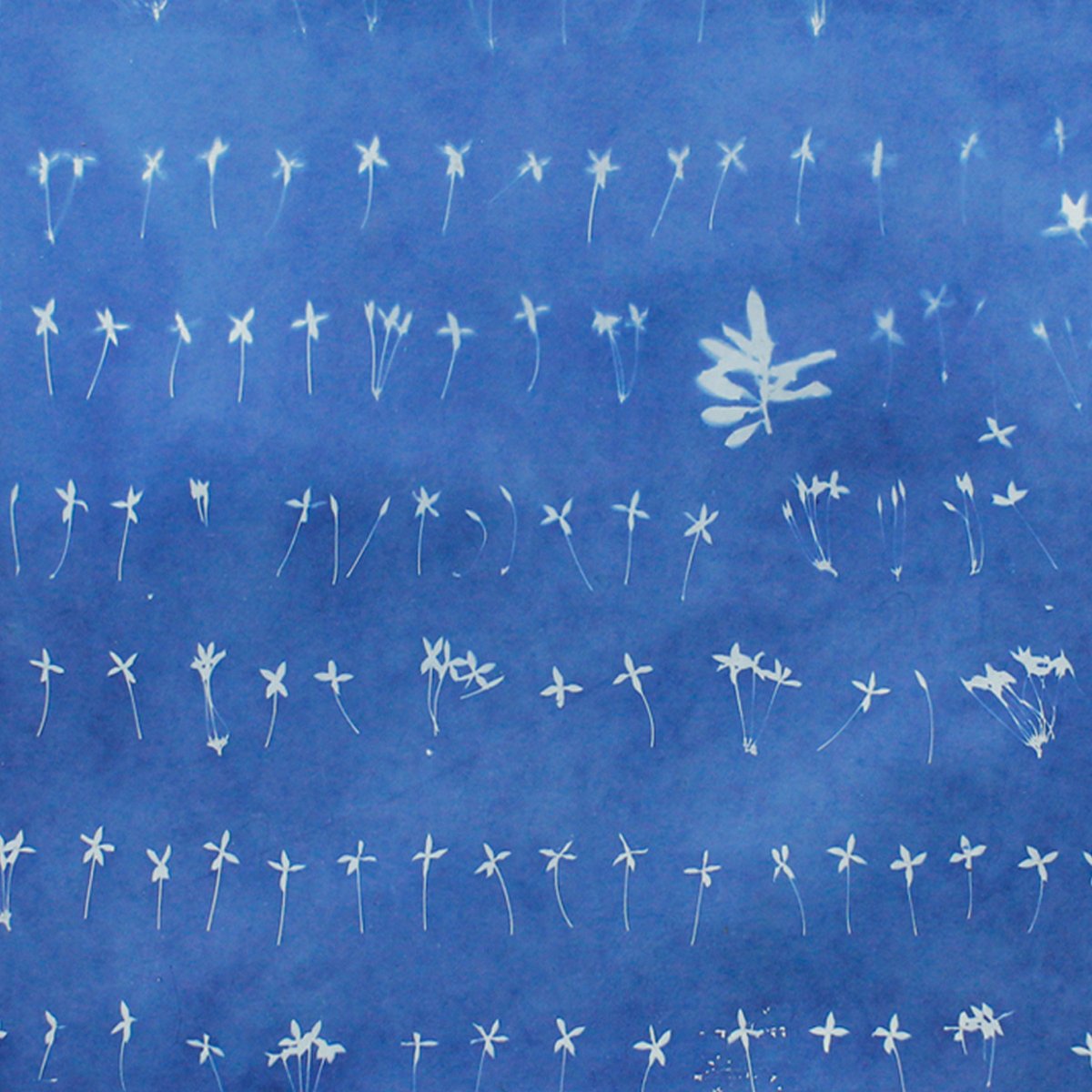 From all of us at MONO8, Happy Holidays! 🎄❄️🎉
We wish you and your loved ones a wonderful time this season. 🥰

Photo: Detail view, Issay Rodriguez, “Santan Rows I (Vertical Exposure) ”,Cyanotype on paper,2021

#IssayRodriguez #MONO8