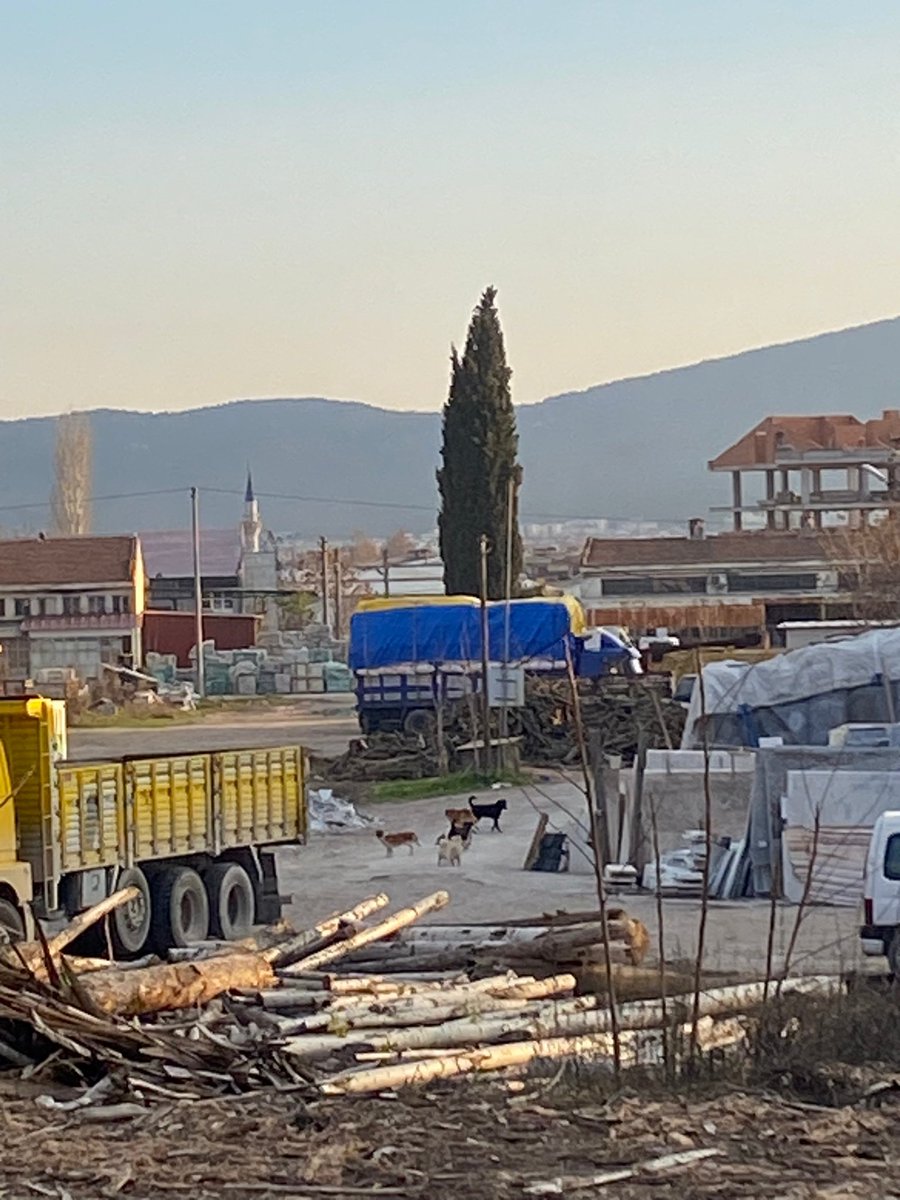 salihyigitoglu's tweet photo. @muglabsb orhaniye mahallesi 125. sokaktaki evimin etrafında sokak köpekleri çeteleşmeye başladı. Yaklaşık 8-10 köpek. Geceleri birbirlerine saldırıyorlar. Birilerine zarar vermeden müdahale eder misiniz? https://t.co/uYZenbmDLw