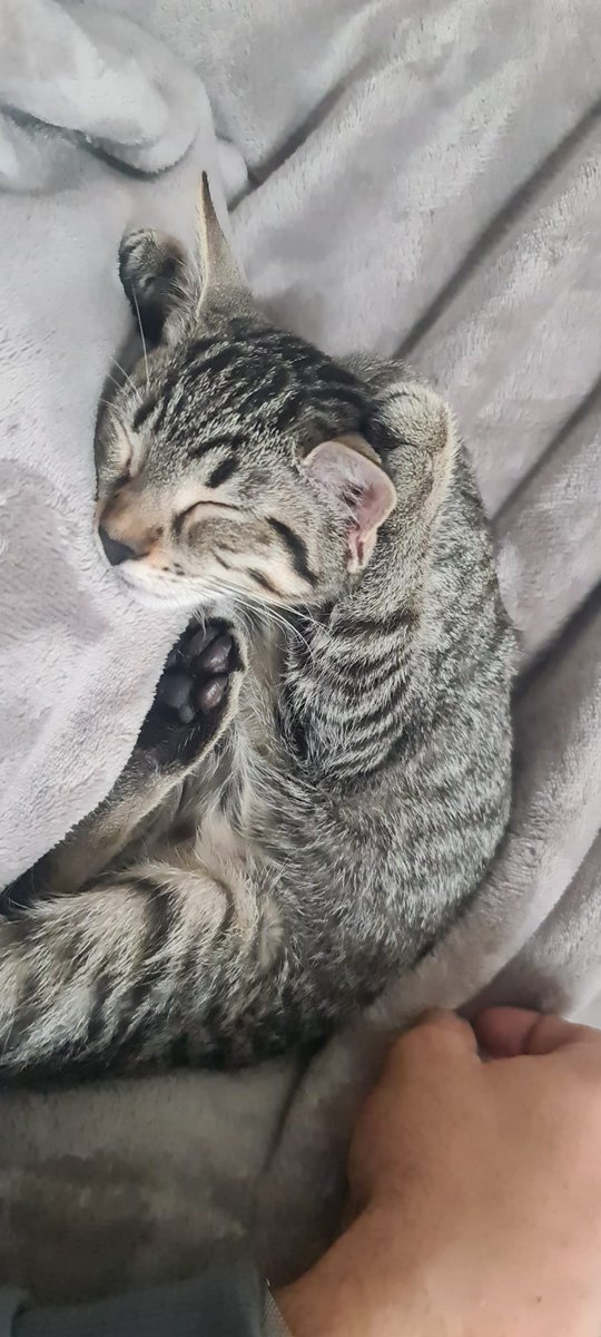 Virginia Nistal Martínez tweet media