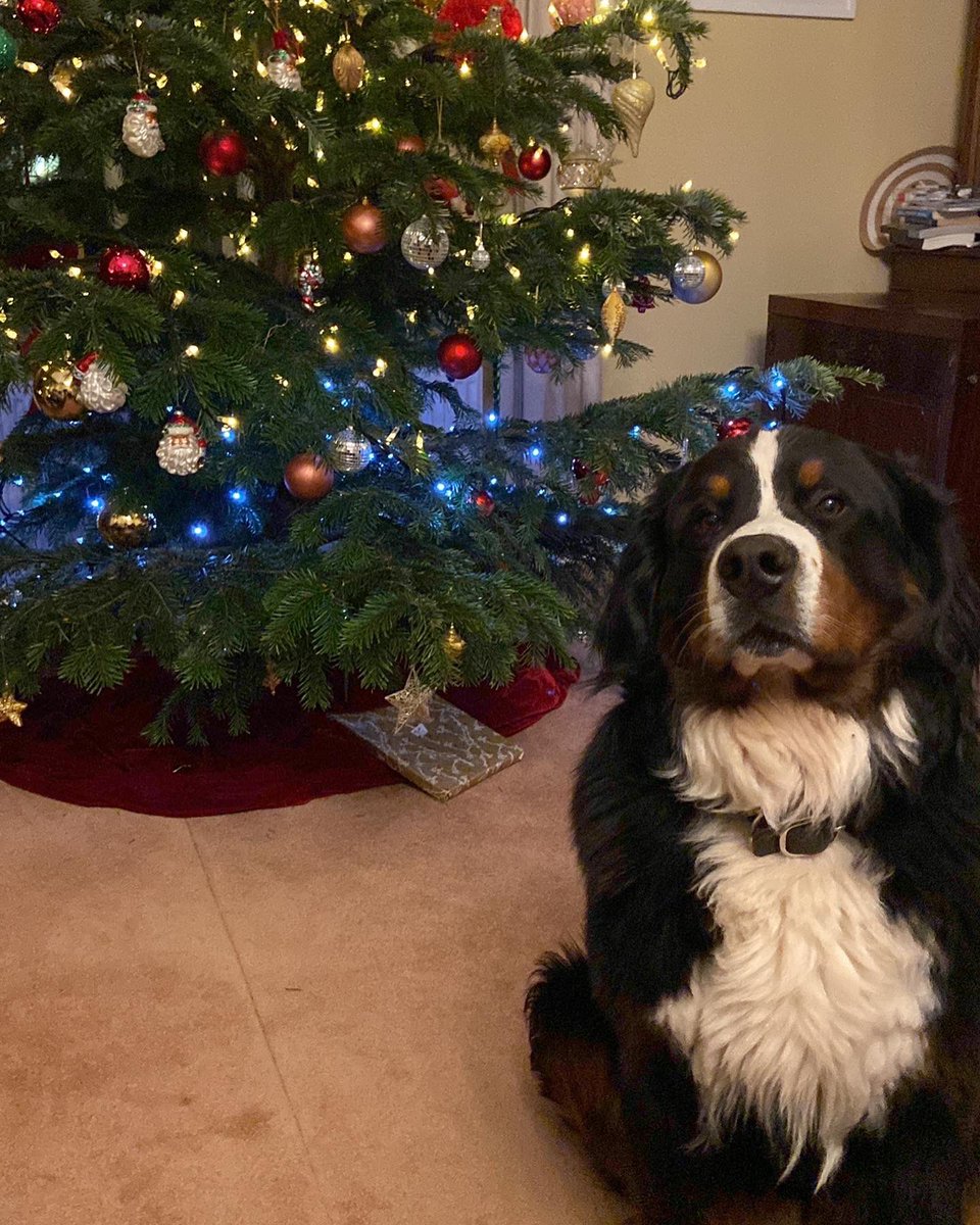 President of Ireland tweet media