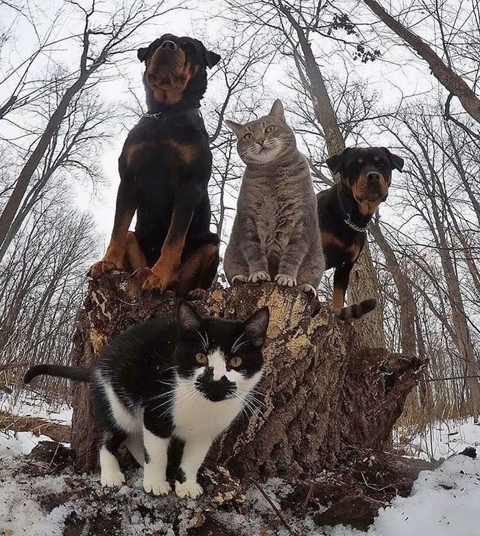D0CT0EBCKNN's tweet photo. а покажите обложки альбомов ващих любимых инди-групп. вот мои https://t.co/seYEN180wX