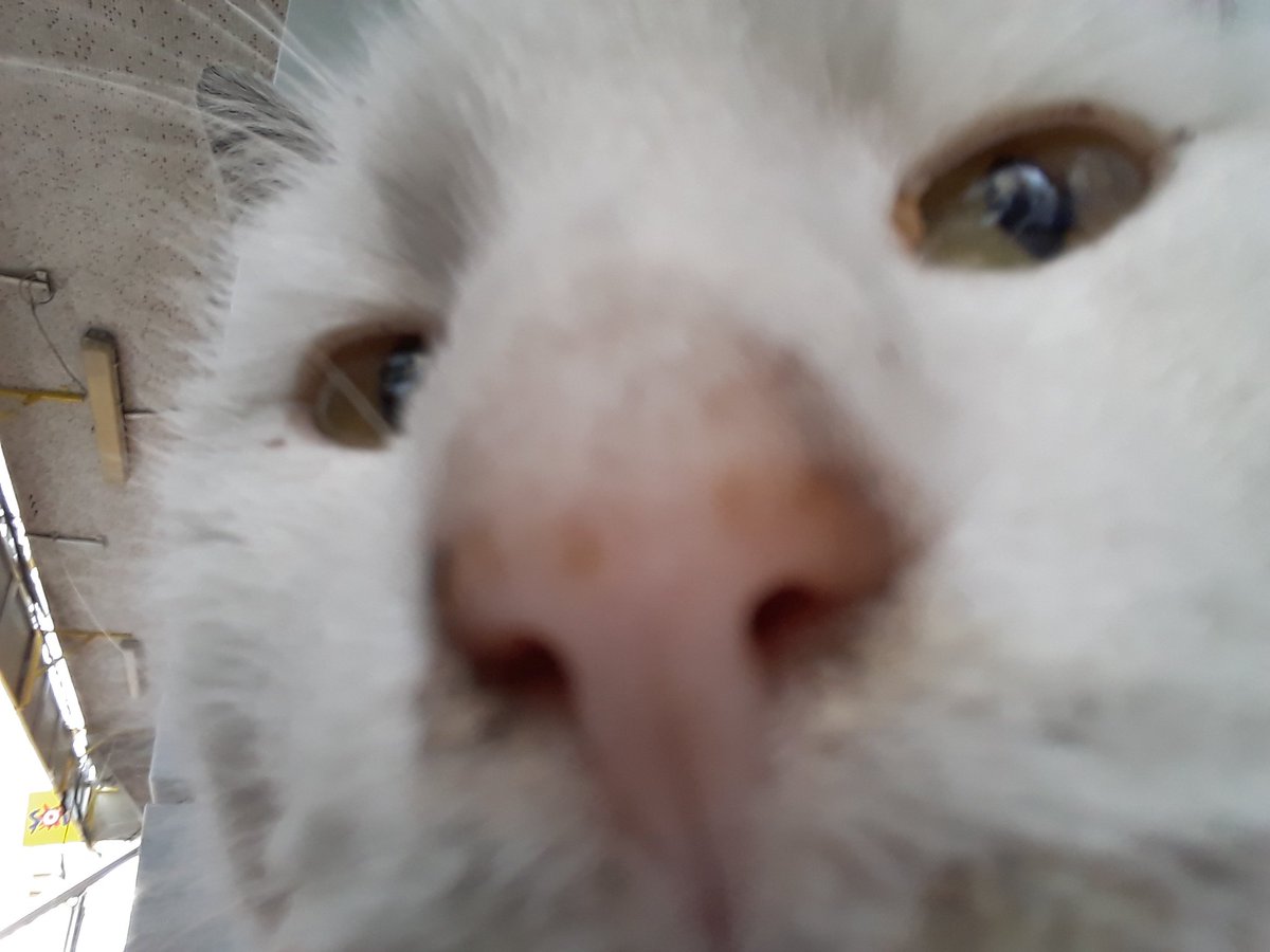 O değilde kediler...