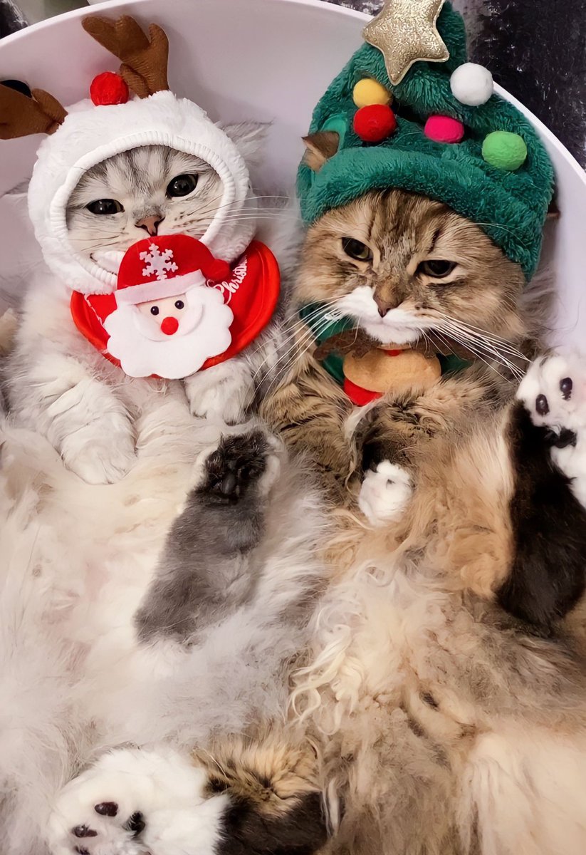 EVOL__LEON's tweet photo. 𝓜𝓮𝓻𝓻𝔂 𝓒𝓱𝓻𝓲𝓼𝓽𝓶𝓪𝓼🎄🐈 https://t.co/cTxizLPjVn