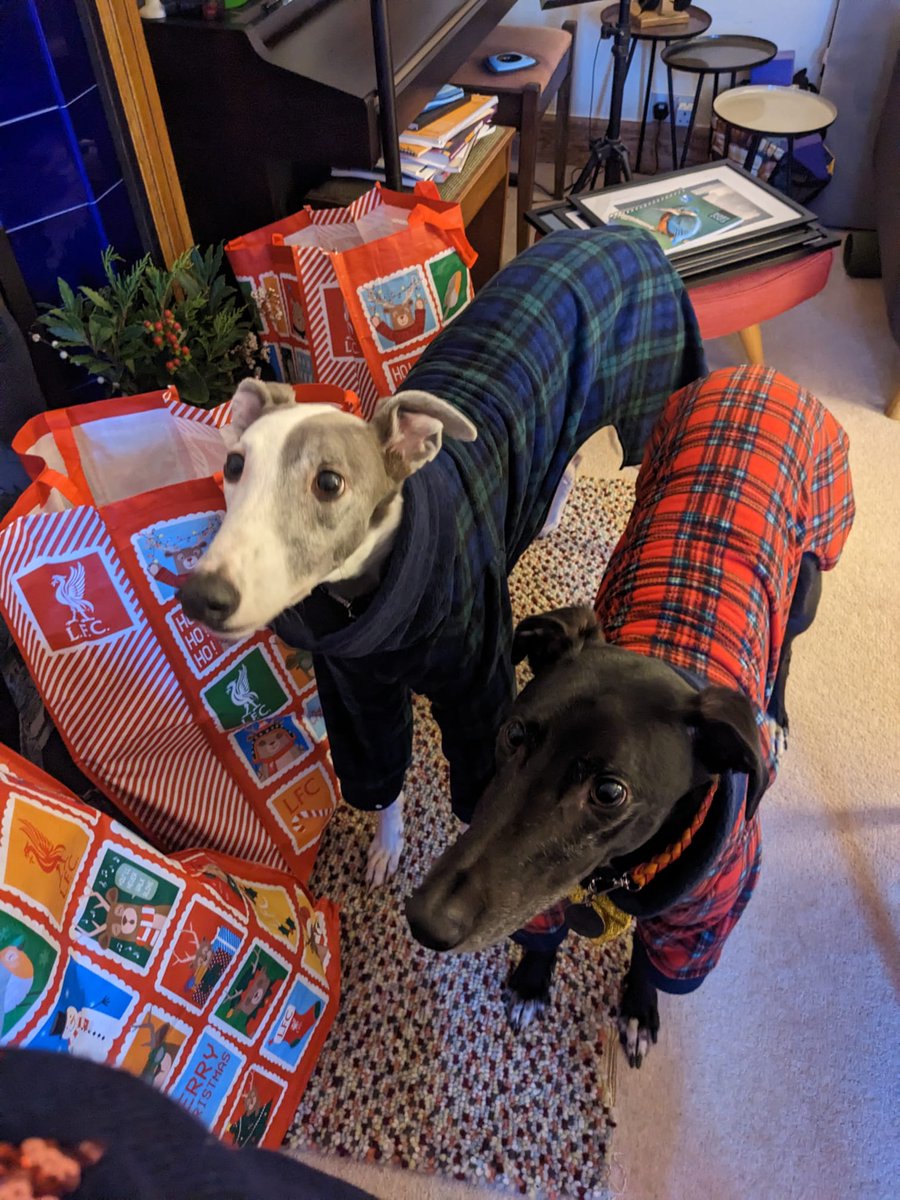A very Merry Christmas from Charlie and Kaspar! <a href="/GAL_scotland/">Greyhound Awareness League (GAL)</a> <a href="/Homes4hounds1/">Homes4hounds</a>
