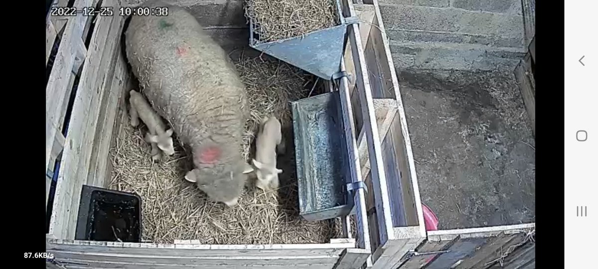 Christmas eve, supposed to be quiet and relaxing! Not for the Hunters, lambing season 2022 has started! Caleb's pet sheep Rosie has had two lovely little ewe lambs! Super Poll Dorset x Kerry Hill lambs. Meet Feliz-navidad and Frankincense 🐑🐑