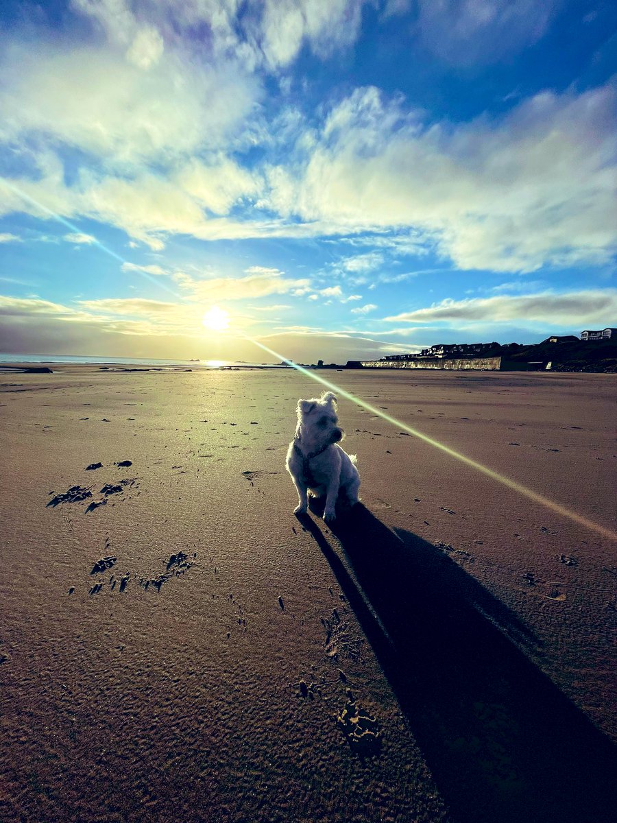 Early Christmas Day walkies! 🎅🏻🐾 Merry Christmas from us!! #MerryChristmas #DogsOnTwitter #SantaClaus #holdiays #family #Christmas