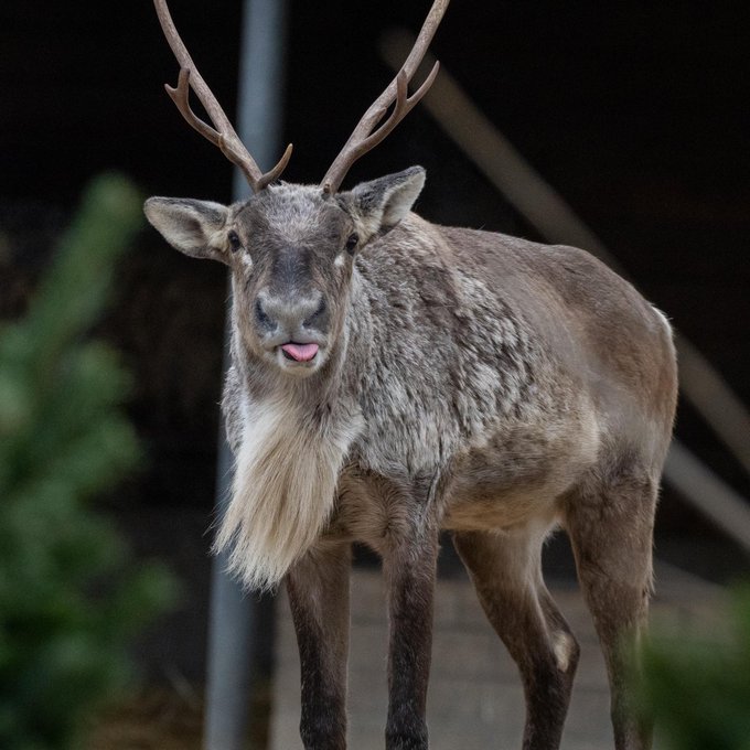 European reindeer