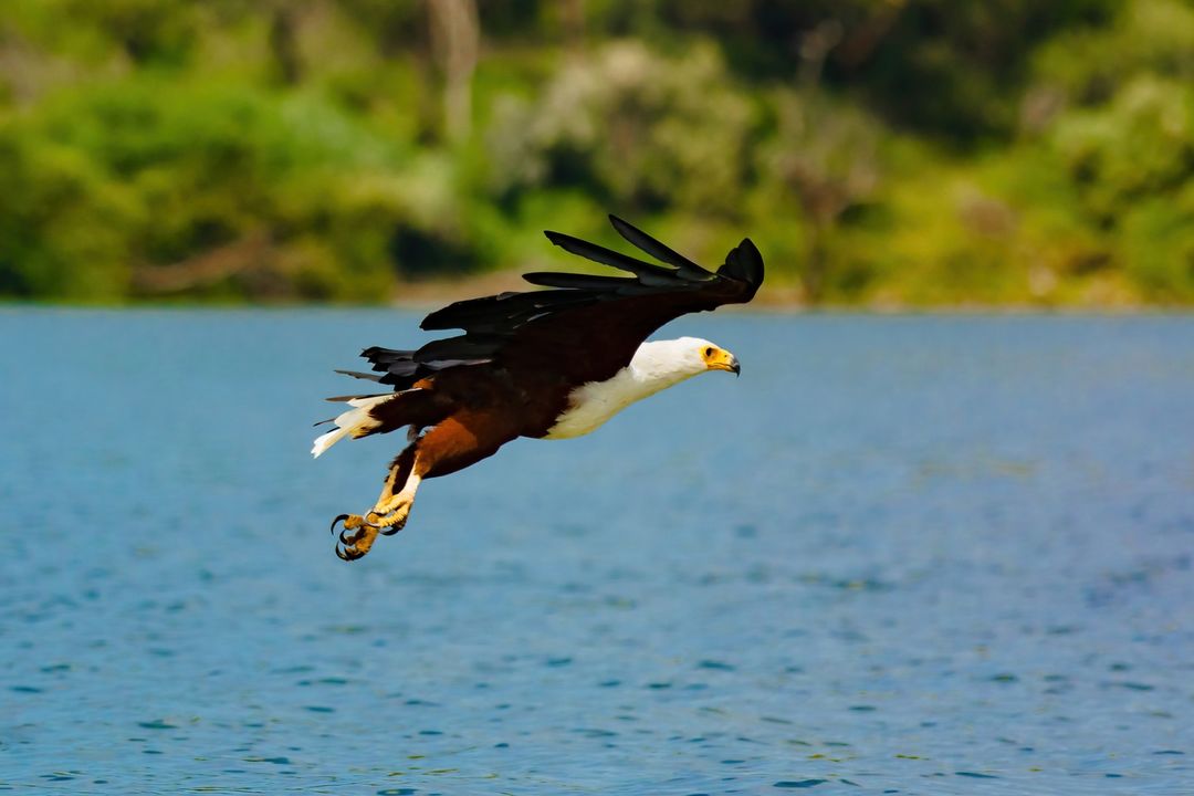 African fish eagle has a speed of 20 mph (32 kph)
🦅 Lake Naivasha | Kenya
#passionforwildlife #birdlover #passionforbirds #birdphoto #elite_raptors #natgeo #flyingbird #bownaankamal #earthfocus #wildlifeseekers #africanspecies #nikonkenya #nikonphotography #birdingphotography