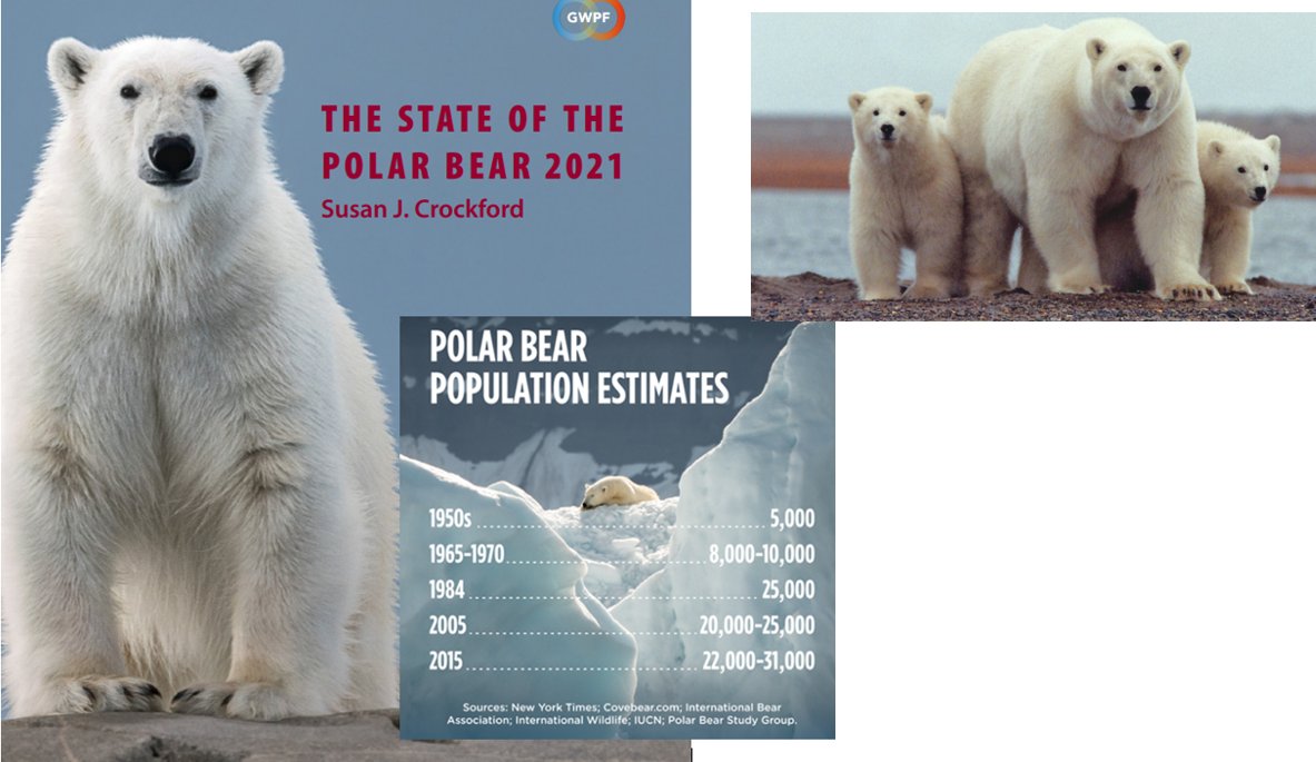 fmeeus1's tweet photo. Er circuleren weer leugens over ijsberen...die klimaatalarmisten hebben niks met feiten. Die lieve ijsberen zijn niet aan het uitsterven, maar verdubbeld in populatie. En vetter dan ooit. https://t.co/9377QizDr5