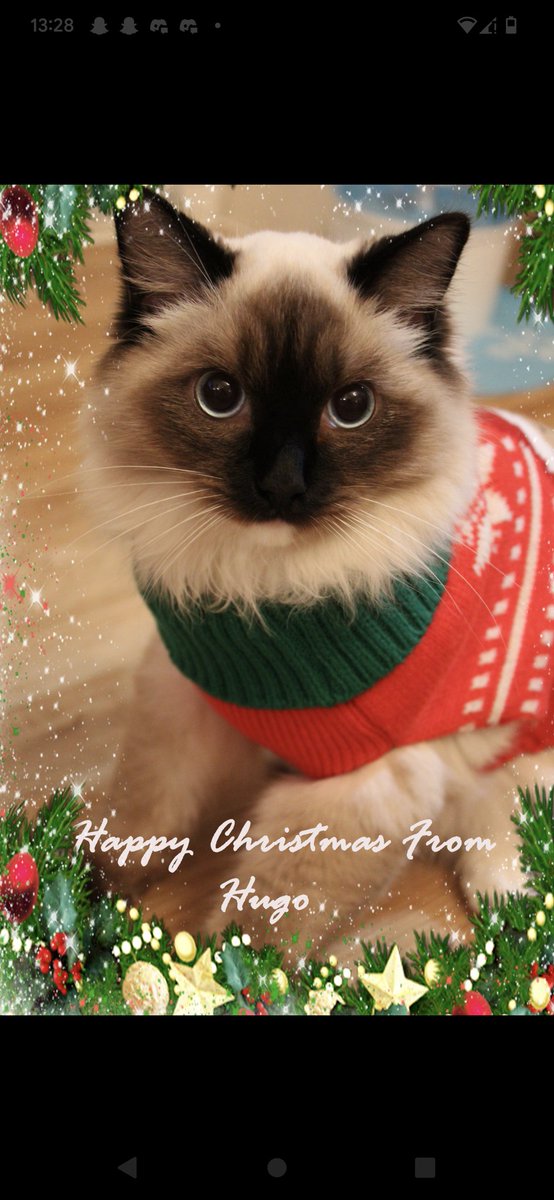Hugo Fluffybutt - the Cat tweet media