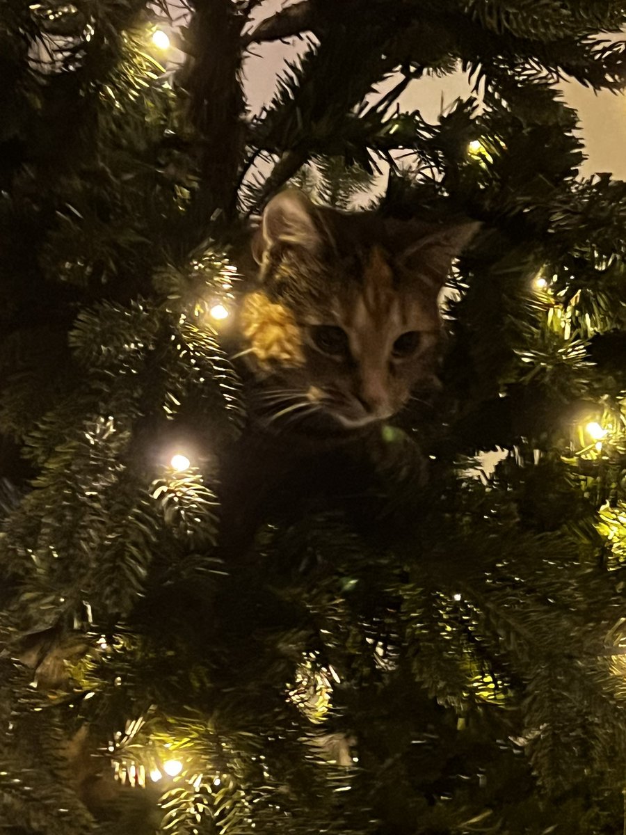 mkultra327's tweet photo. @ProfBrianCox Cats are the best tree ornaments https://t.co/zgrW3W0IX9