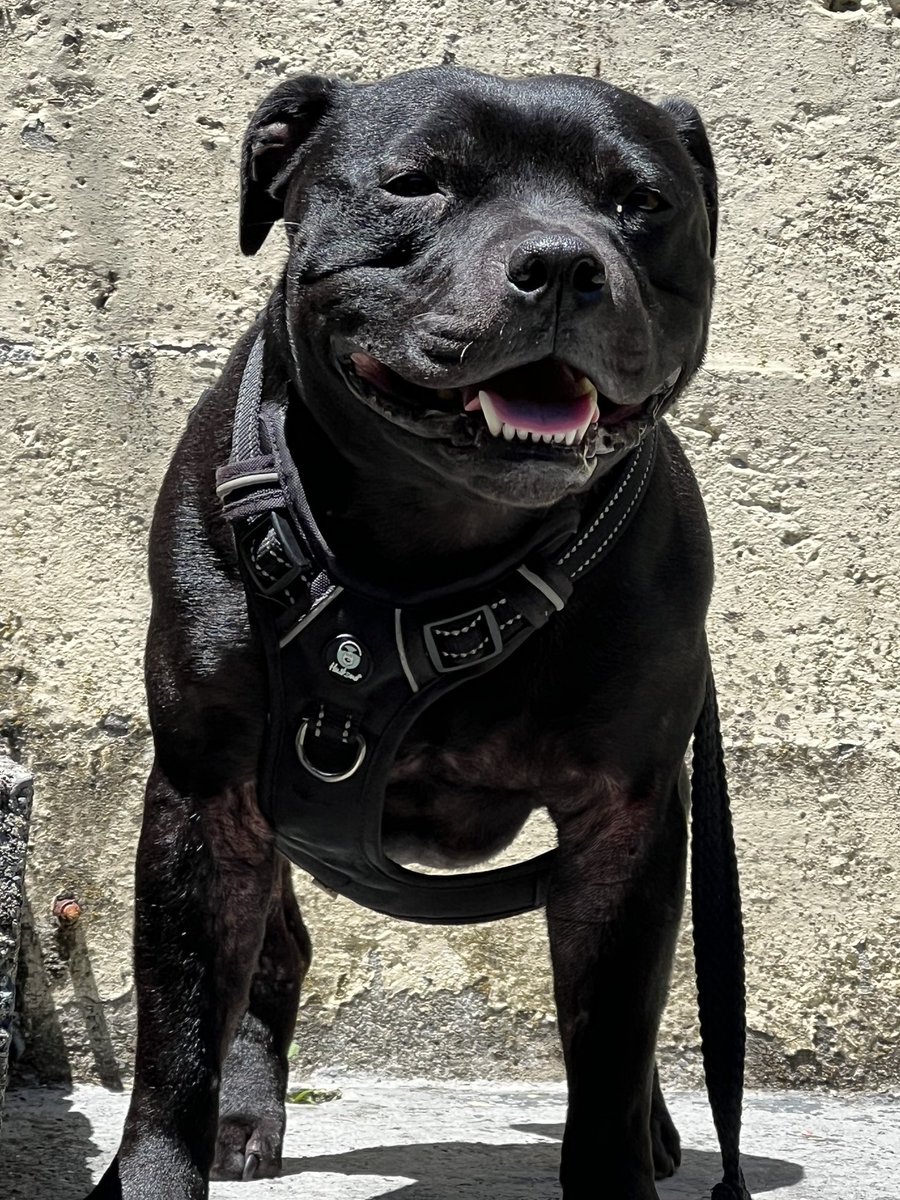 Hey Wellington peeps somehow Omen got out tonight about 30 mins ago and we can’t find him. Last seen at our house in strathmore, he gets separation anxiety etc and obviously we are beside ourselves. Can you spread the word and if anyone sees him can you please message?