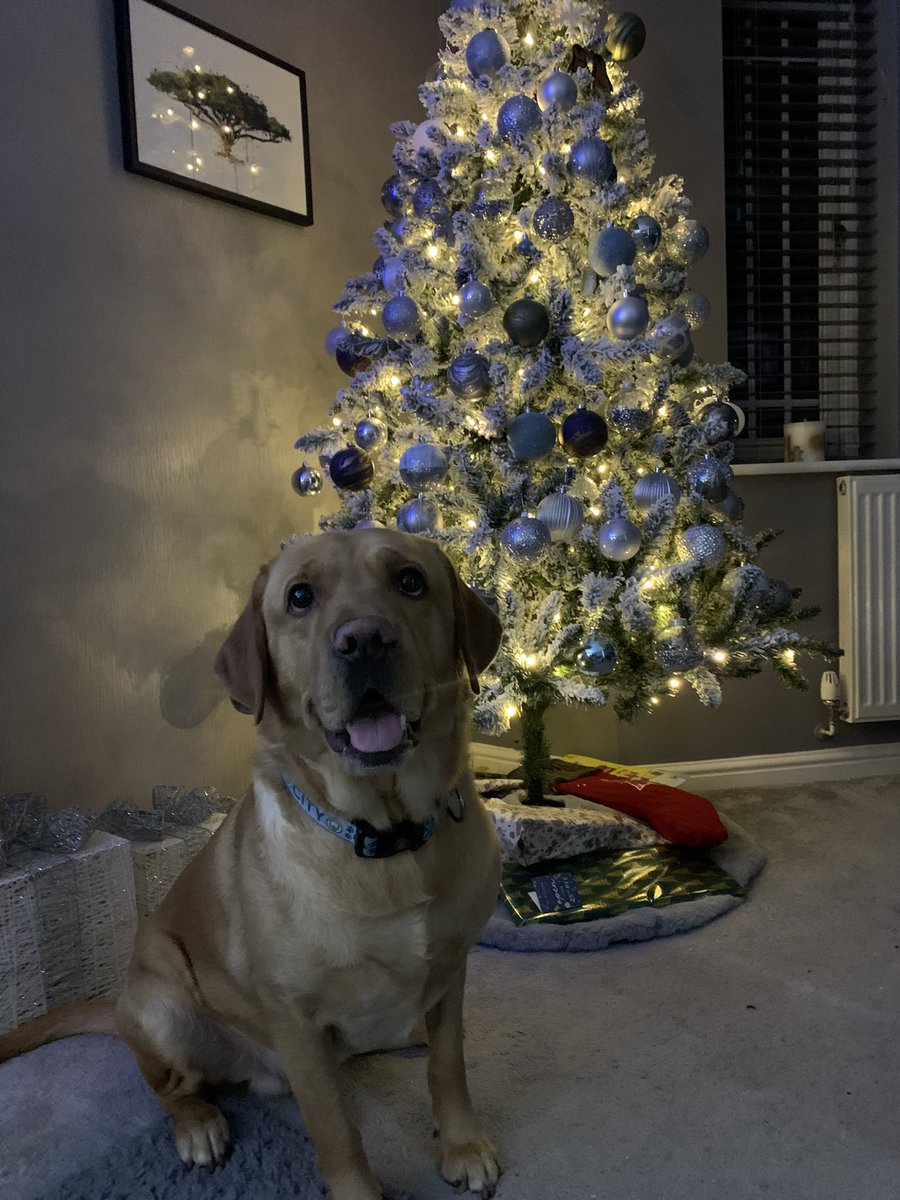 crispyleafy's tweet photo. Merry Christmas from Linky Poo https://t.co/12wt65MvHj