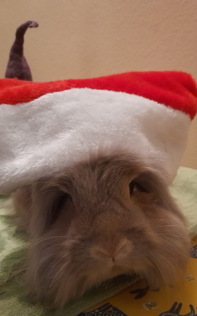 GeorgeDaBun's tweet photo. Merry Christmas everybun! https://t.co/piWwgLkC18