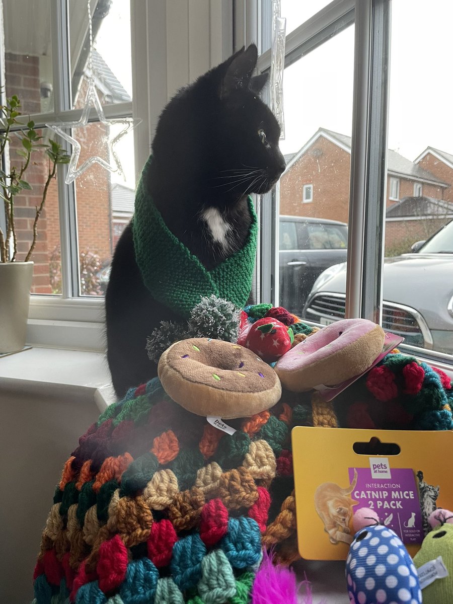 Here I am with my lovely presents from <a href="/tiggy_catt247/">Junior Jam Roly Poly</a> <a href="/LisaAndPaws/">Lisa 😺😻</a> <a href="/FreddyKitty/">KittyFreddy</a> &amp; <a href="/WichBarbara/">B&S&P, 🌈Frieda, 🌈Mephisto</a> What a lucky boy I am!! 🎁🎁🎁😻🎄 As you can see I am still on duty, carrying out a #Hedgewatch MEOW shift 🪟