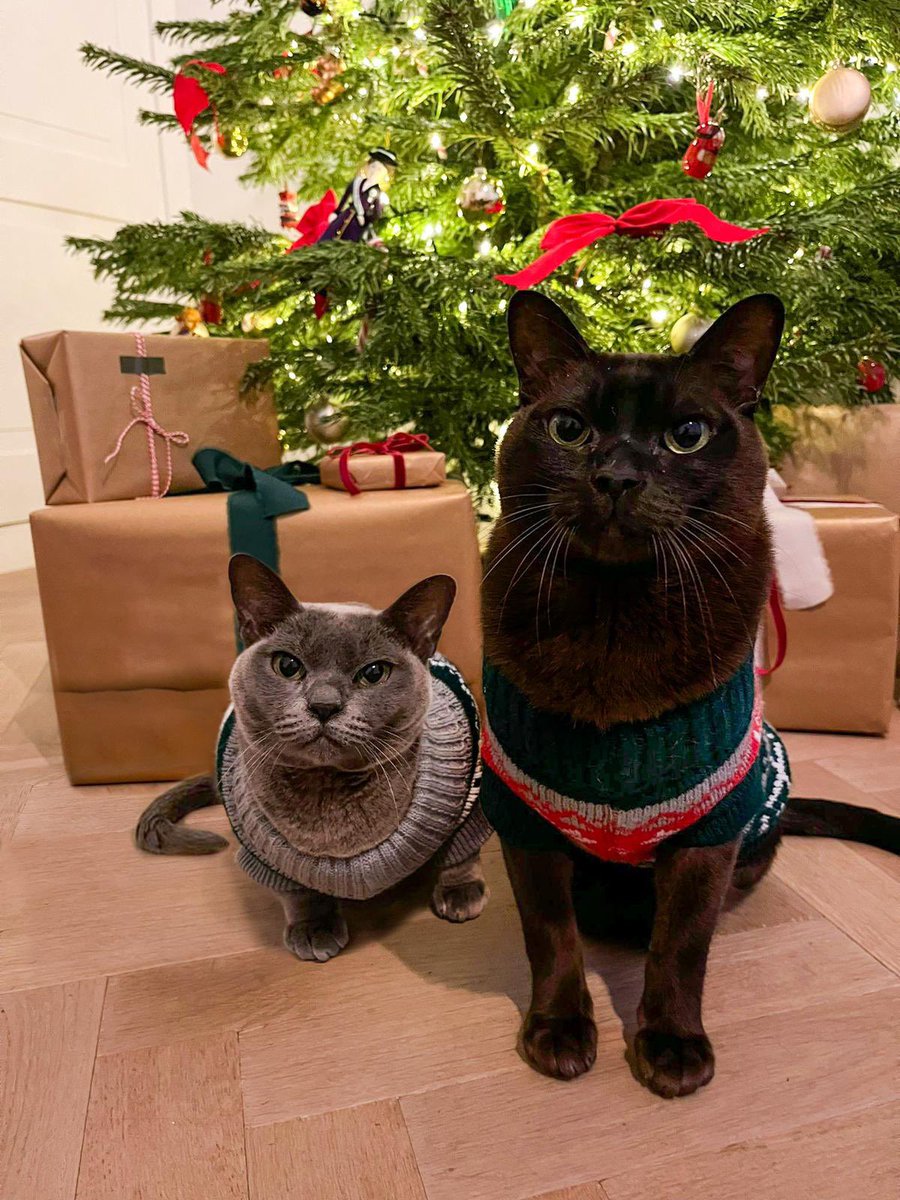 Joyeux Meowel, Merry Catmas, en Vrolijk Katfeest!