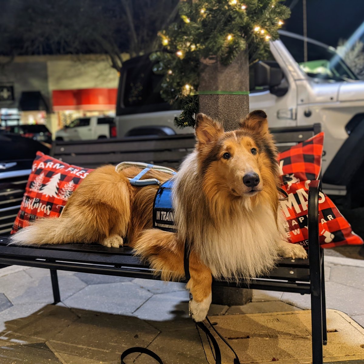 PAWServiceDogs's tweet photo. Merry #Christmas from P.A.W. Service Dogs! Vakaa may be thriving in this cold weather, but we wish you all warmth (literally and figuratively) this holiday season! #ServiceDog #RoughCollie https://t.co/qdUNbGysoB