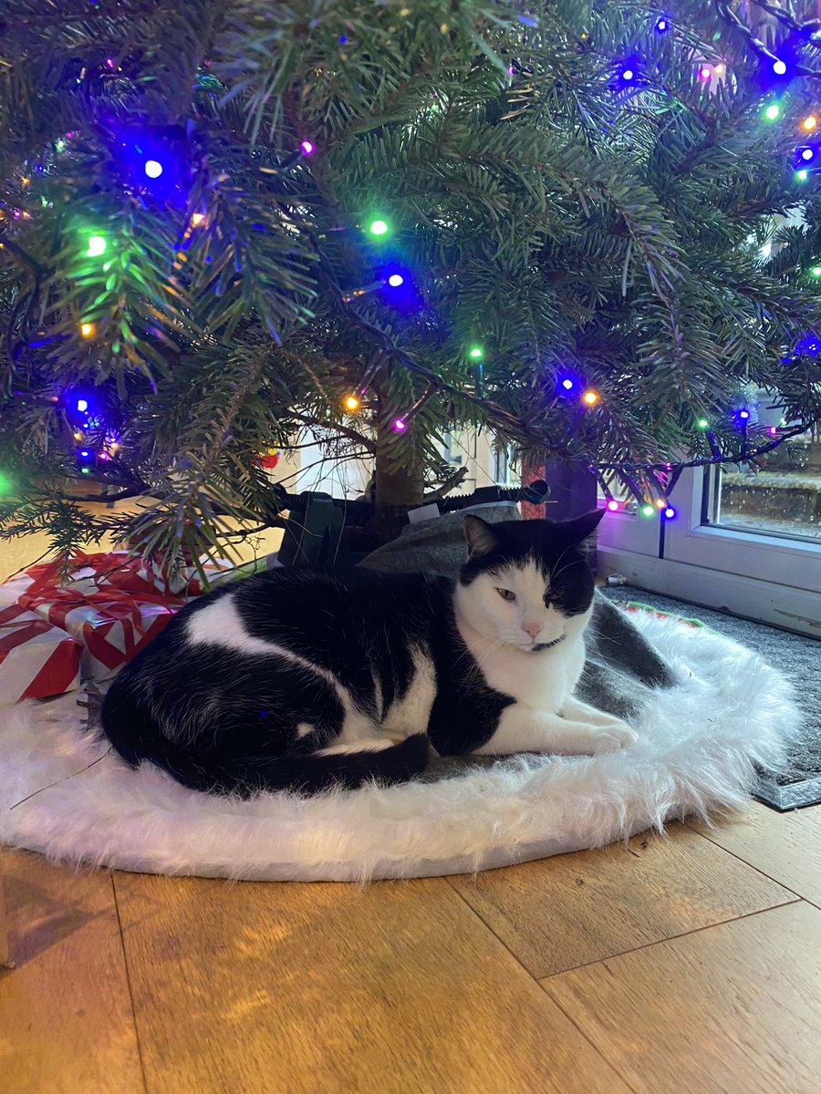 Lucemh's tweet photo. @Number10cat @PoliticalPics Peter the Cat has decided his presence is, literally, our present. https://t.co/hM7Pxh0XCA