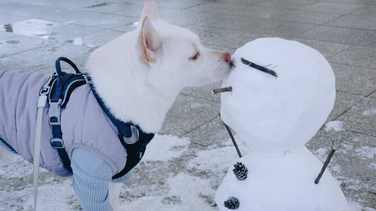 목화 눈싸람한테 뽑보햇대요~🎄🥰