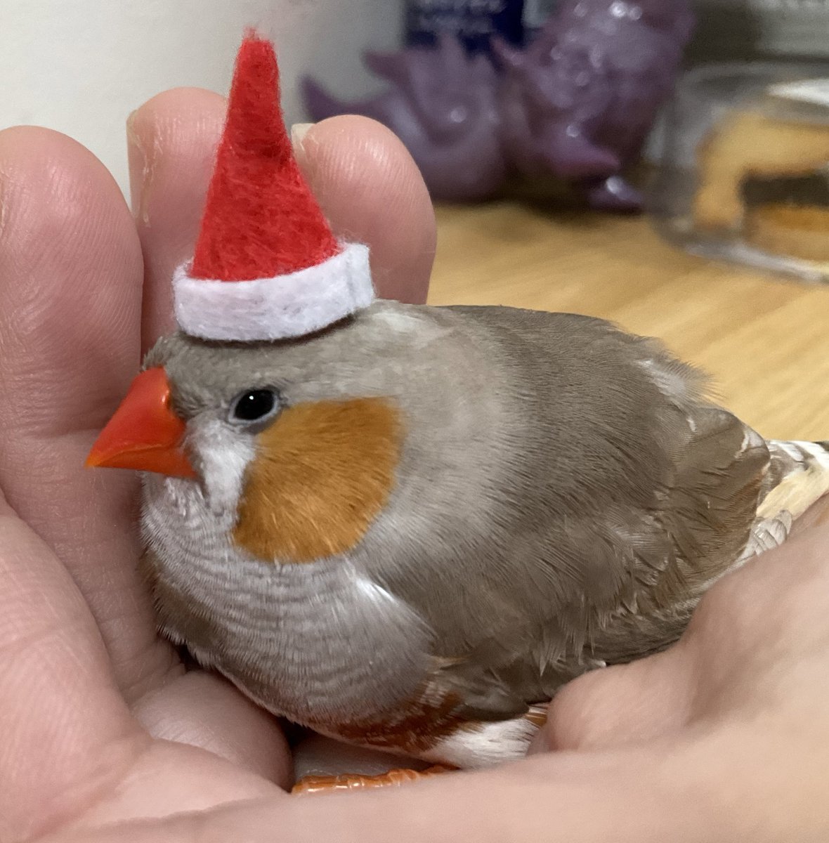 totoouji's tweet photo. メリークリスマス🎄🎉
おっこちた…やり直し
飼い主の遊びの被害鳥🐤 https://t.co/uu6HpYm8ap