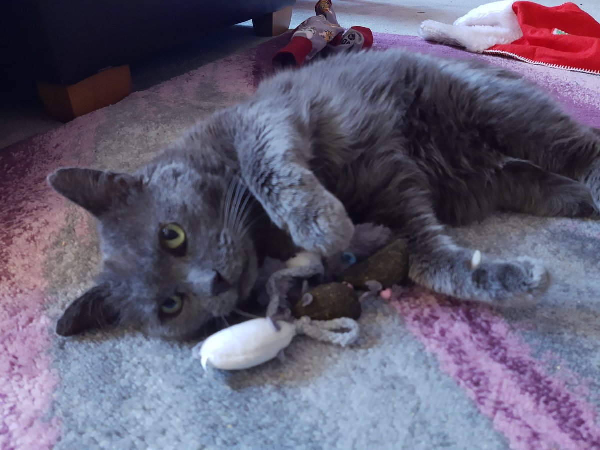 IvanandFelix's tweet photo. Happy Christmas everybody, I love you so much, I love my mum, I love Felix, I love my new toys, I love the floor, I reeeeally love the new nip.... Ooh, I could really fancy a snack ๐ป๐ป๐ป
#CatsOfTwitter #CatsOnTwitter #MerryChristmas #OffHisFace https://t.co/A4ixdlkUKn