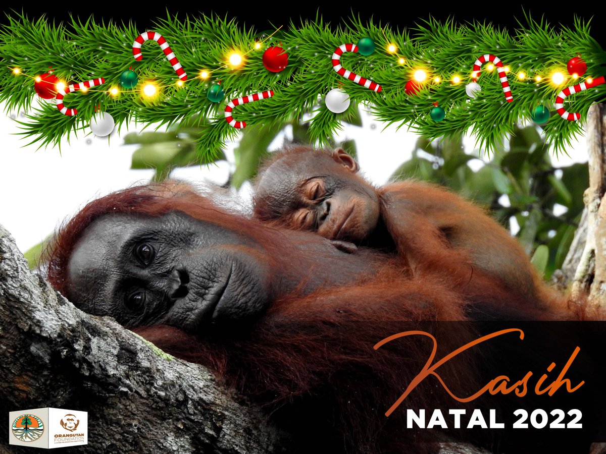 OF_UKIndonesia's tweet photo. Selamat merayakan Hari Natal bersama dengan orang-orang terkasih. 
 Semoga damai Natal merasuk kedalam hati kita semua. Semoga kita semua dapat menjadi pembawa cinta kasih, harapan dan suka cita untuk seluruh makhluk di Bumi. https://t.co/bW38EiWnRU