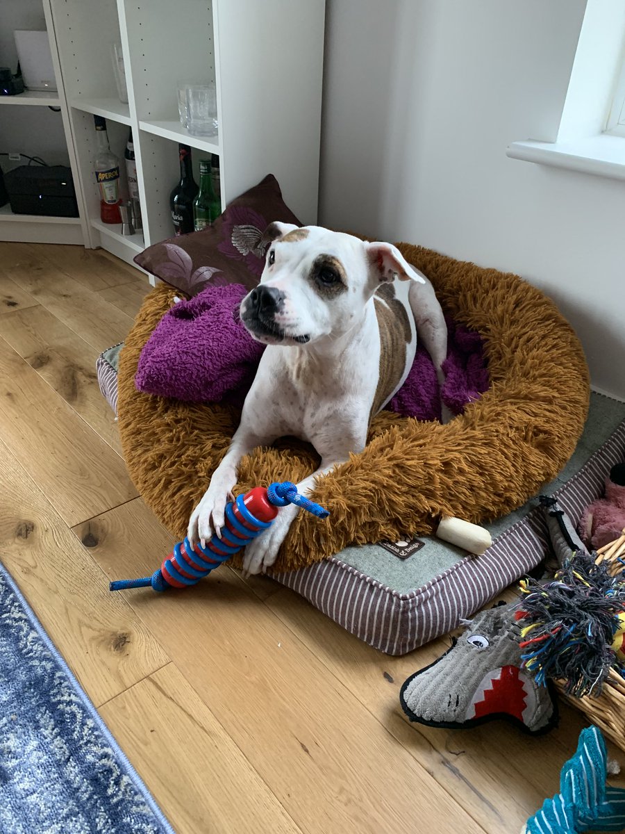 mscookiestamp's tweet photo. Yay! Christmas! 🎁 #christmas #presents #staffiexf https://t.co/yNOQPNNxdD