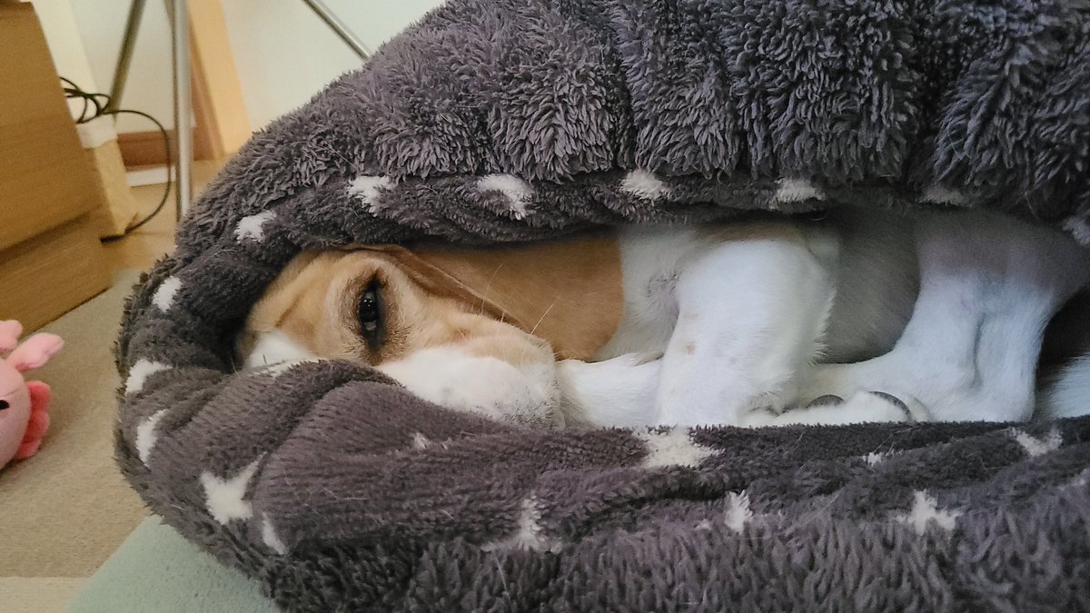 CanYurasou's tweet photo. 酔いつぶれておりません。笑
20時半～21時の間でできそうじゃな
うんうん。YouTubeのライブでお待ちしております。笑 https://t.co/XYOA4Iwlx1