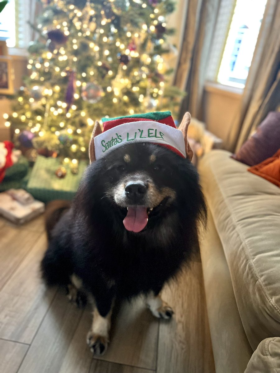 DavidCancerFund's tweet photo. #MerryChristmas everyone, have a peaceful day! #DogsofTwittter #Eurasier https://t.co/n5ixcxmtZe