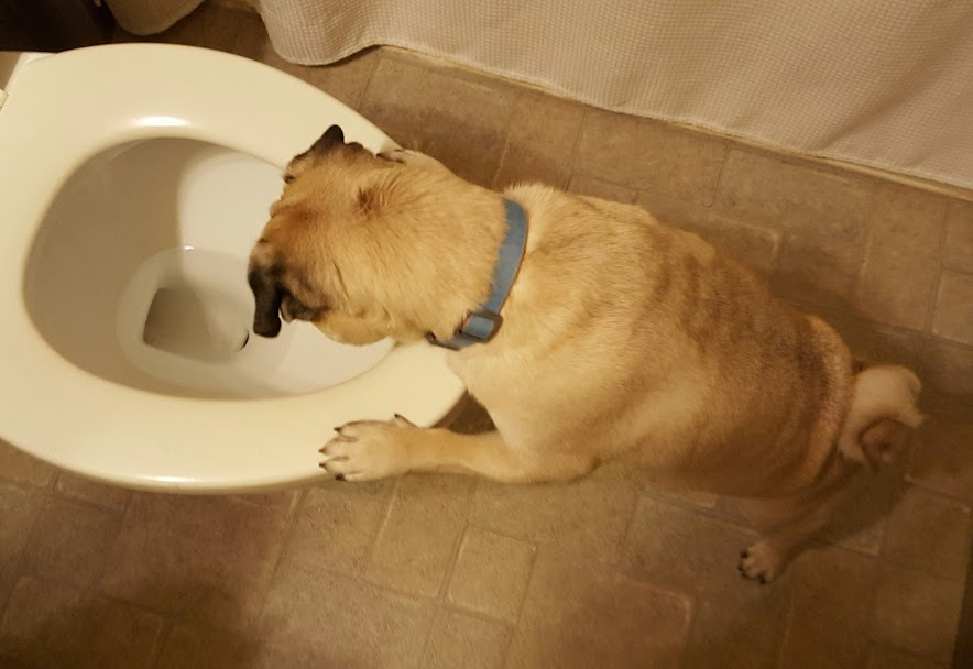 LiamWonderPug's tweet photo. I had to look to see why Toilet is trending
#Christmas2022 #itsawildworld #pugs #dogstyle https://t.co/9oJJjvCtEe