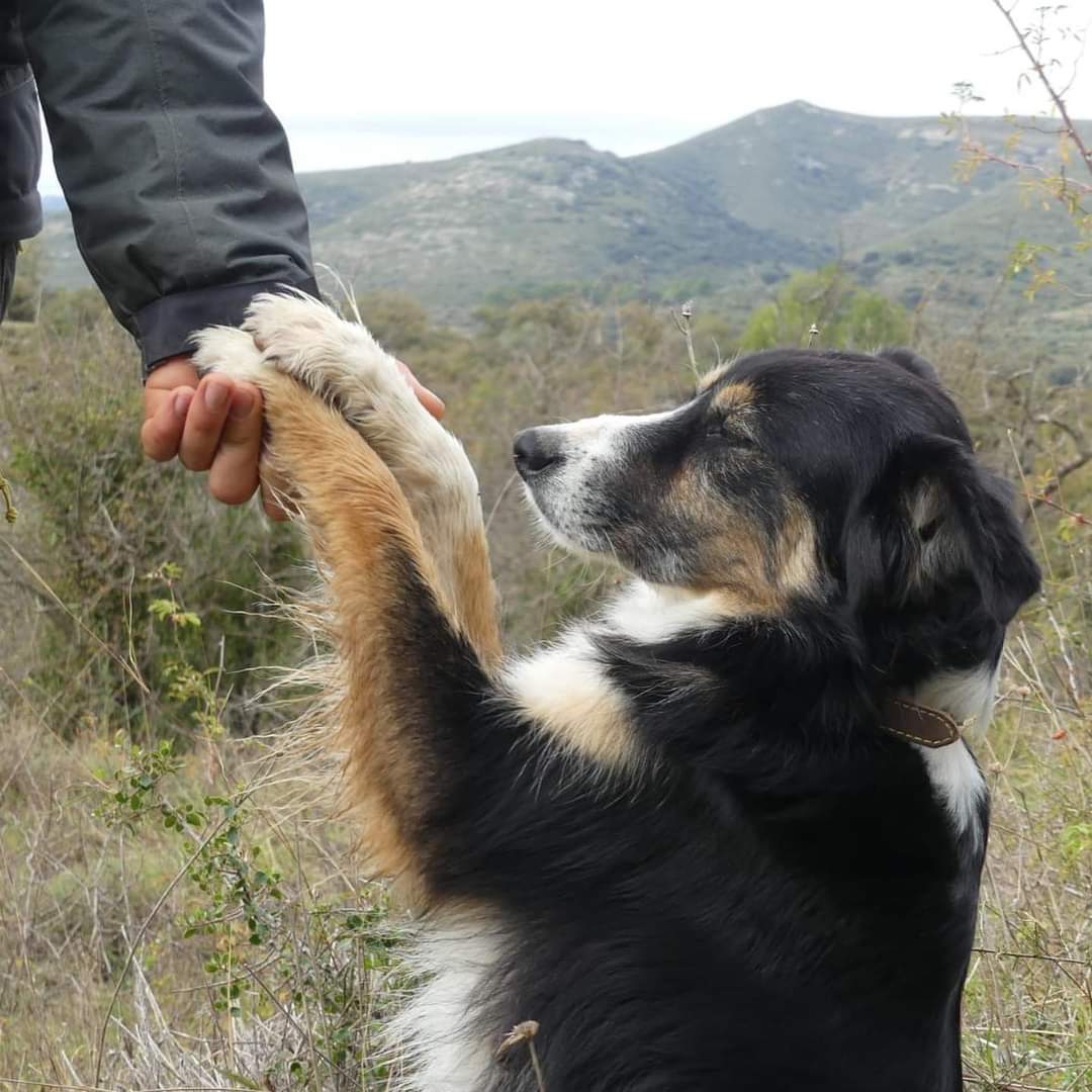Estrella🌟 allà on estigues, te seguiré, se que tornaras. Algu t'ha furtat de casa, però vindras. Pensar en una marxa tan repentina,sense avisar hem buscat per mils llocs i les gosses no han vist ni rastre...en algun lloc estás💫! Si alguna persona la veu ,Perfavor 📩📞
1/6