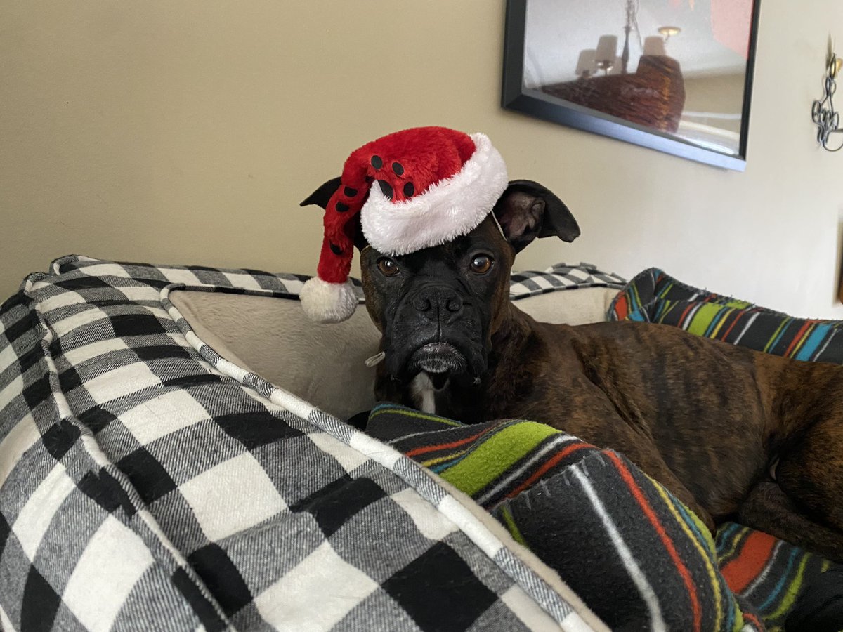 bfff802's tweet photo. #HappyHolidays2022 #schenleyjames https://t.co/QoyZqcNlXY