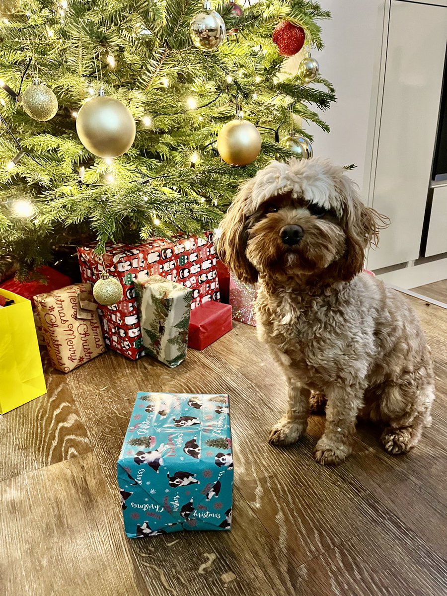 I’m so excited Santa has been….🎅🏼🎁🎄 Merry Christmas Pals ❤️#MerryChristmas #DogsOnTwitter